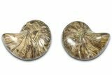 Jurassic Cut & Polished Nautilus (Cymatoceras) Fossil -Madagascar #365515-1